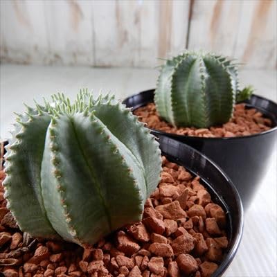 Amazon｜多肉植物 sdユーフォルビア カメレオン ヘルメット 多肉植物